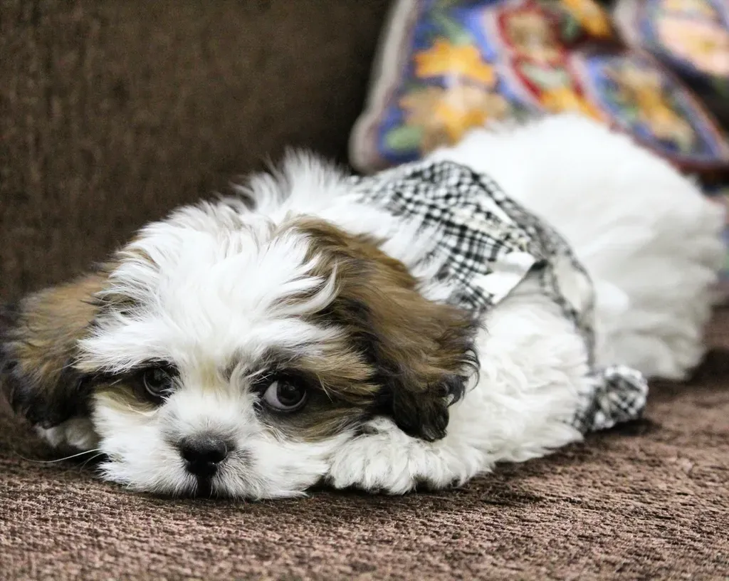 Shih Tzu – The Royal Relaxer (Image Credits: Rawpixel)