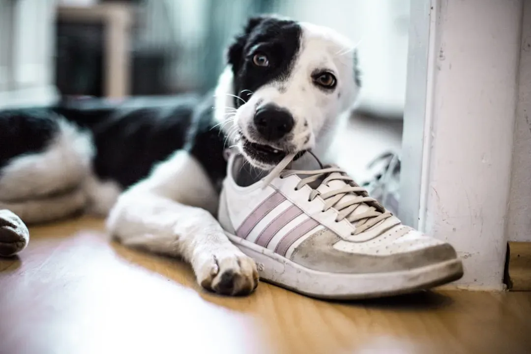 Walk Time vs. Alone Time: The Emotional Rollercoaster Behind That Stare (Image Credits: Unsplash)