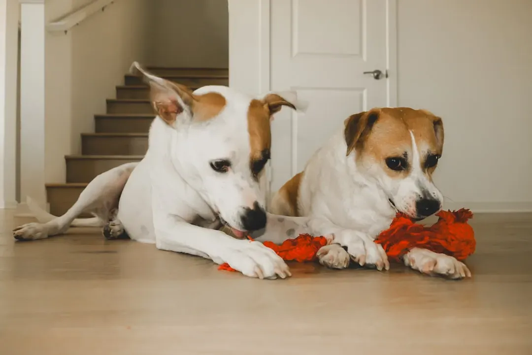9. They Bring You Their Favorite Toys (Image Credits: Unsplash)