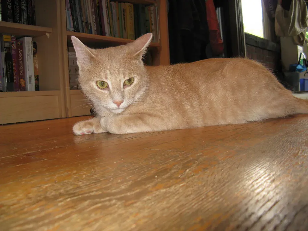 How to Choose the Right Gentle Breed for You (Helena Jacoba, Flickr, CC BY 2.0)
