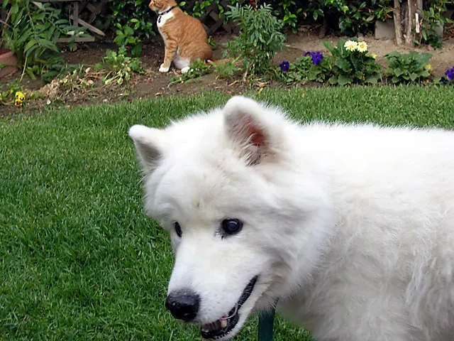 10. Muscle Loss and Stiffness, Especially in Younger Dogs (The Marmot, Flickr, CC BY 2.0)