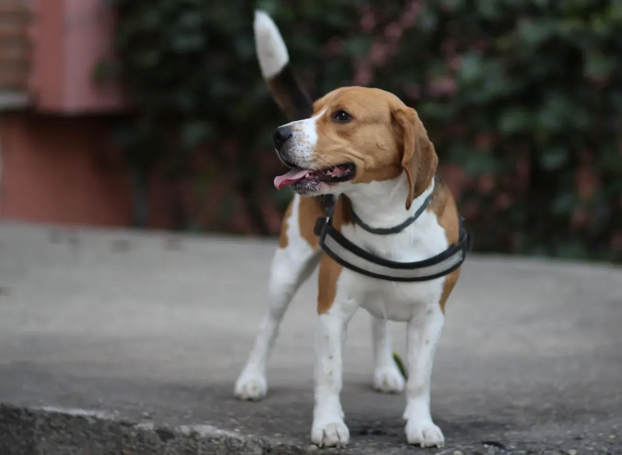 3. Beagle - The Curious, Cheerful Companion (Image Credits: Pixabay)