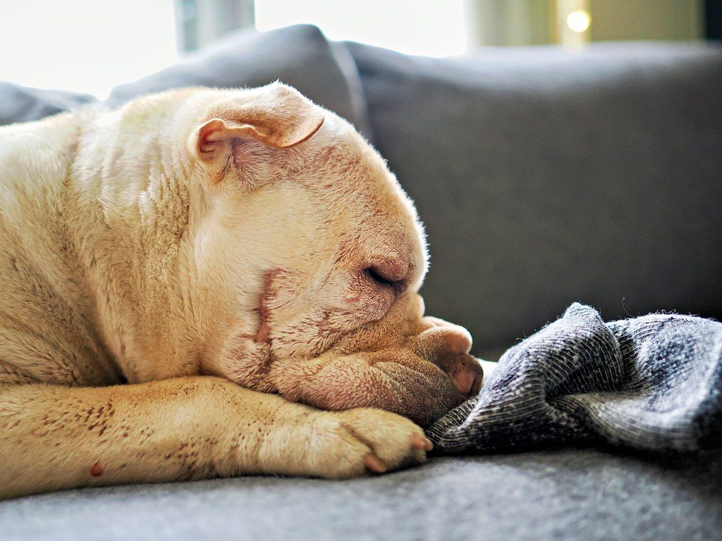 Boredom Breeds Mischief (Image Credits: Flickr)