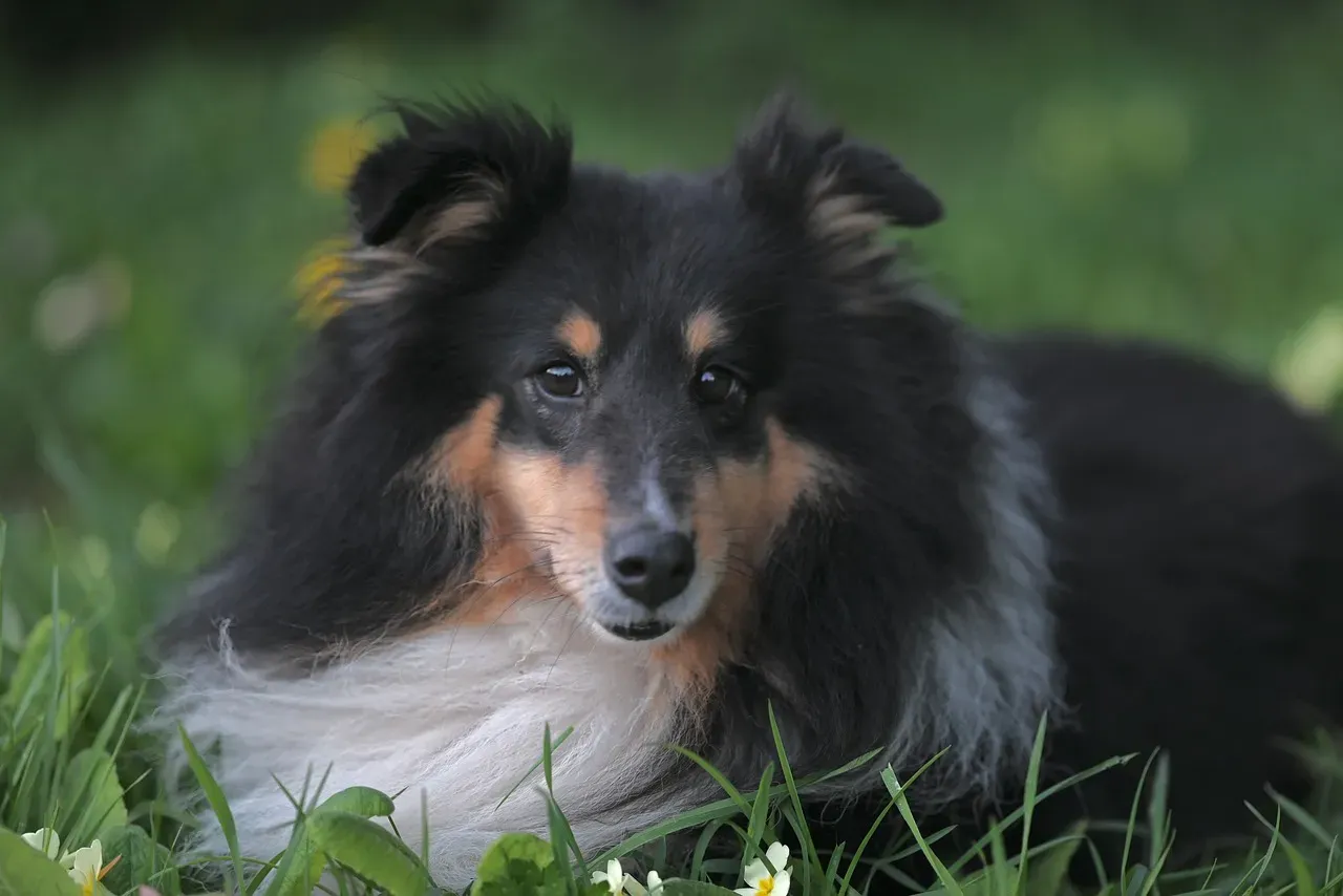 Collie (Rough and Smooth): The Gentle Emotional Barometer (Image Credits: Pixabay)