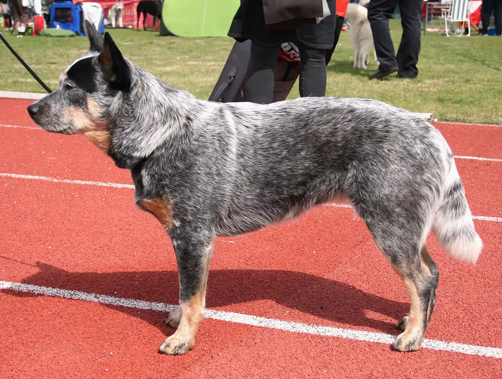 Australian Cattle Dog (By Pleple2000, CC BY-SA 3.0)