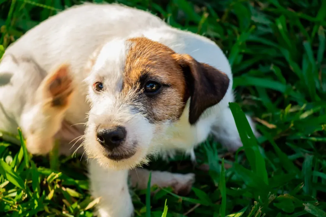 4. Use Parasite Prevention Consistently, Not Occasionally (Image Credits: Unsplash)