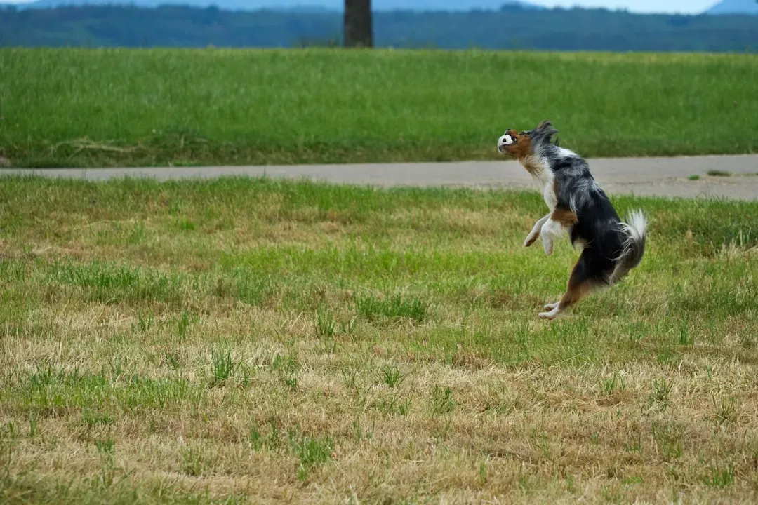 16. Prey Drive Triggers Chasing Small Animals (Image Credits: Unsplash)