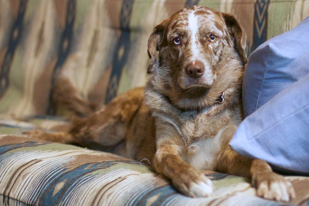 Capricorn Dogs: The Responsible Guardians (Image Credits: Flickr)