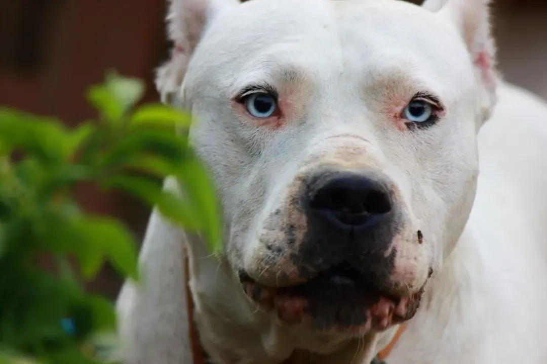 10. Dogo Argentino: A Breed That Even Experts Approach with Caution (Image Credits: Unsplash)