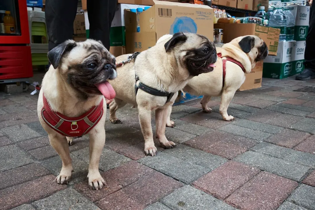 Pug: A Clownish Soul With Modest Exercise Needs (Image Credits: Unsplash)