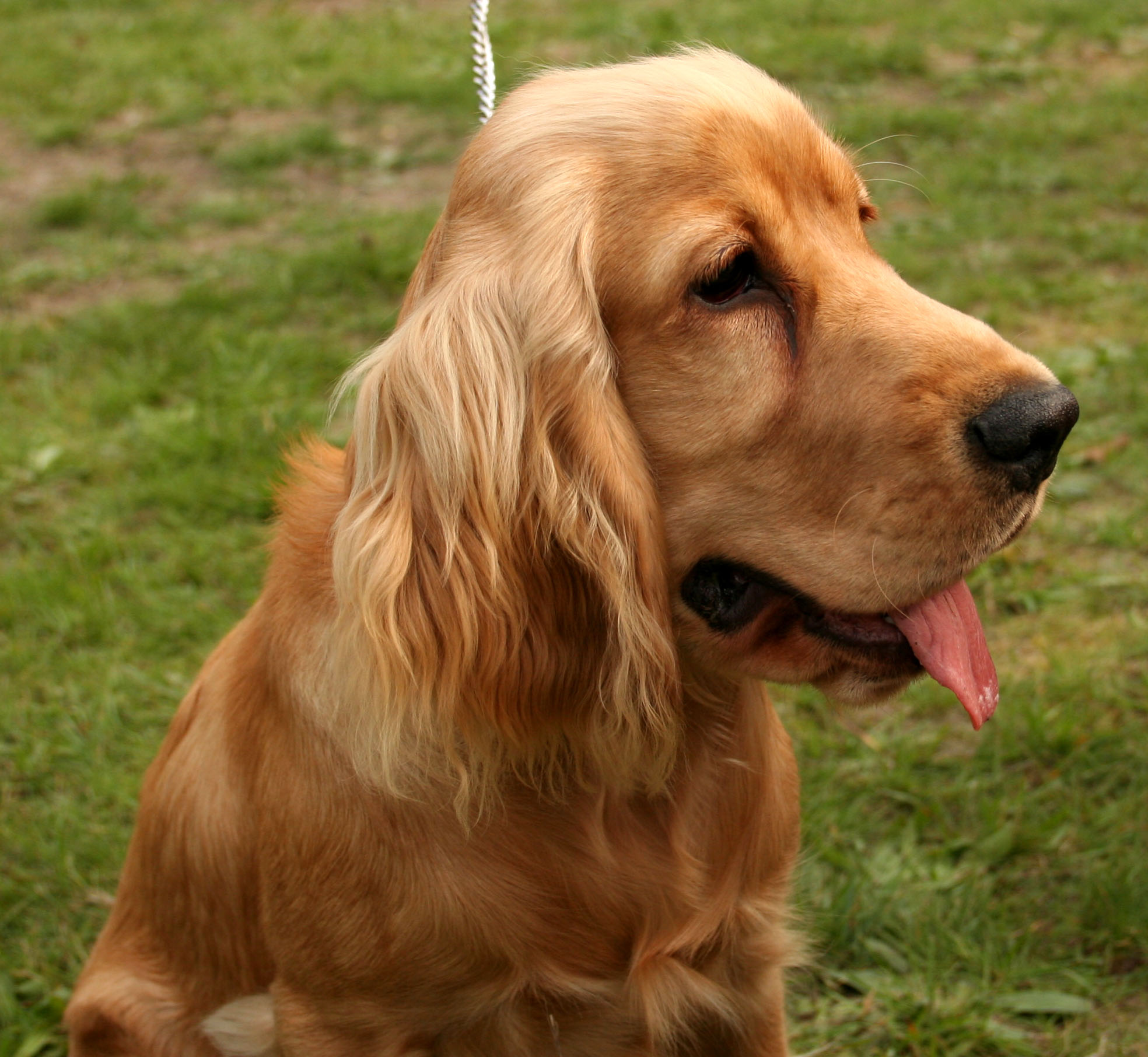Cocker Spaniel: The Methodical Helper (Image Credits: Wikimedia)