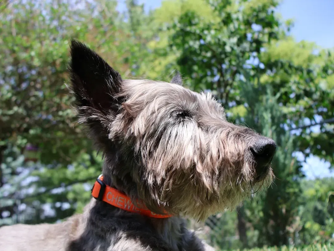 9. Scottish Terrier – The Stubborn Little Property Owner (Image Credits: Unsplash)