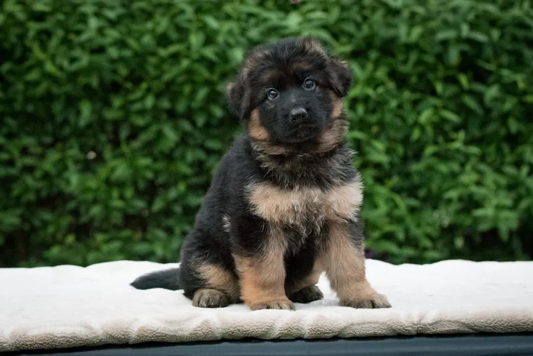 1. German Shepherd: Budget Puppy, Premium Maintenance (Image Credits: Unsplash)