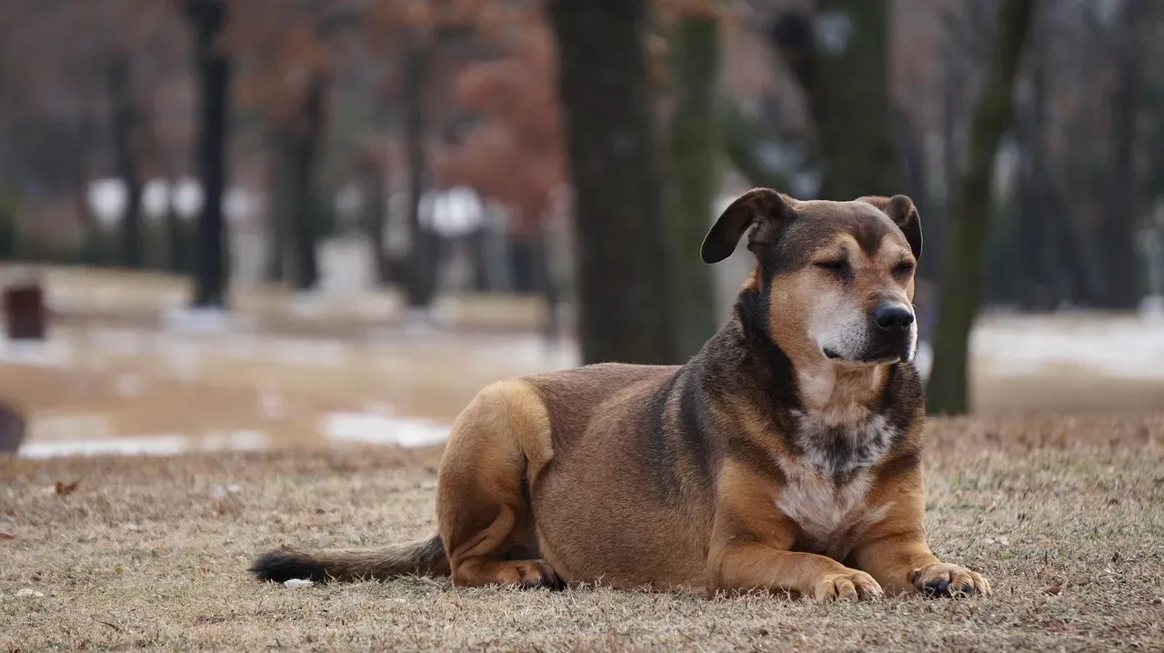 Myth 1: Obedience Is the Only True Measure of Your Dog's Intelligence (Image Credits: Pixabay)