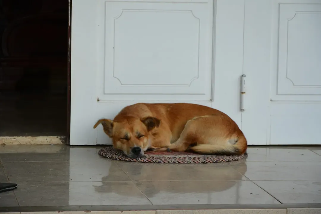 #5 - The First Time They Ignore the Front Door Drama (Image Credits: Unsplash)