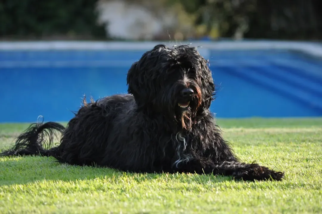 3. Portuguese Water Dog: The Fisherman's Best Friend (Image Credits: Unsplash)