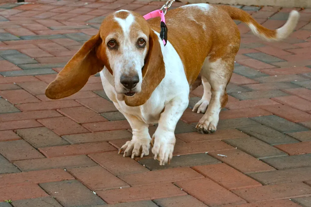 Pisces (February 19 – March 20): The Gentle, Emotionally Attuned Dreamer (gilmorec, Flickr, CC BY-SA 2.0)