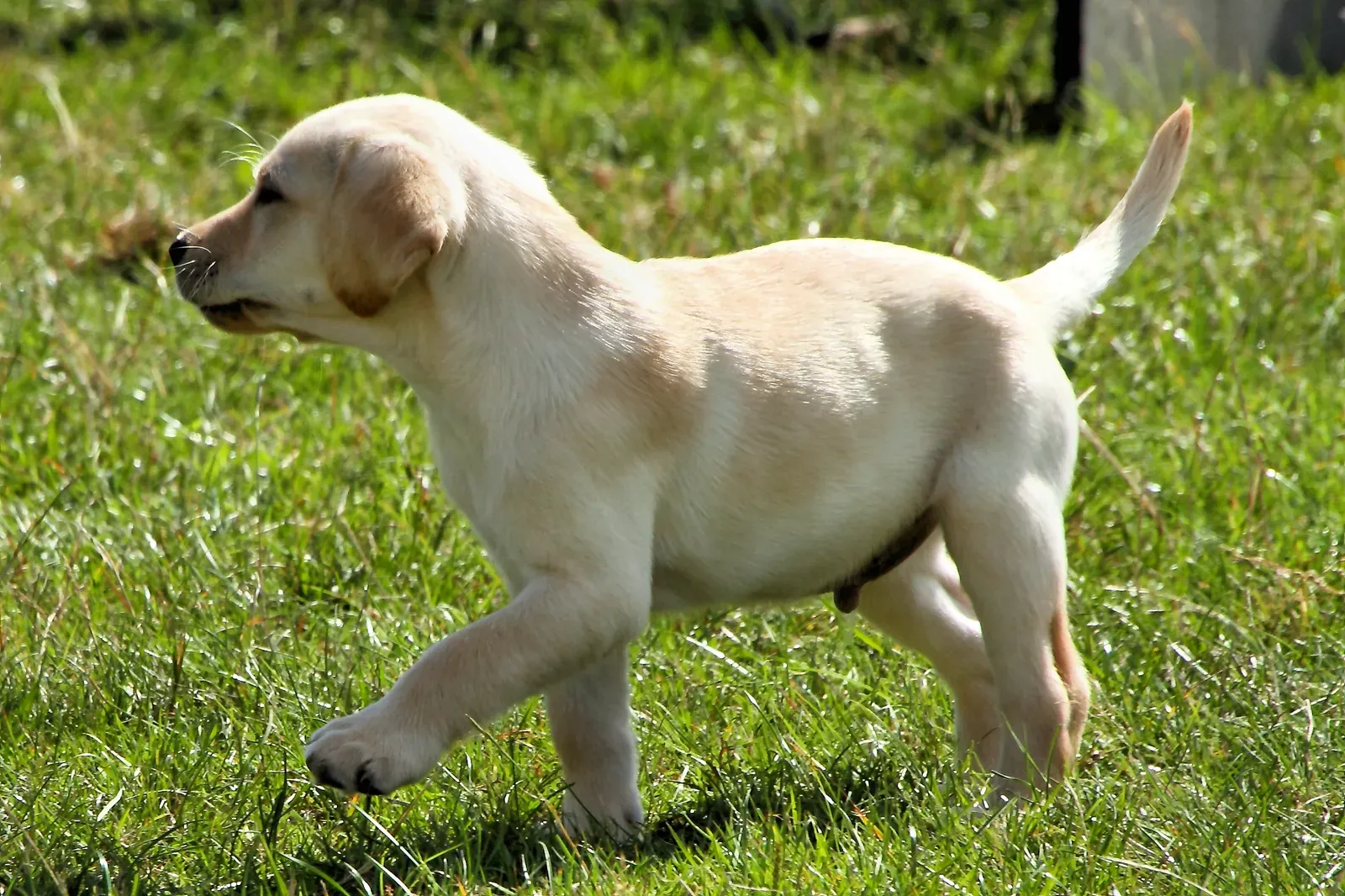 Conclusion: Curiosity as a Lifelong Superpower (Labrador Puppy - Knebworth Country Show 2013 - Explored :-), CC BY-SA 2.0)
