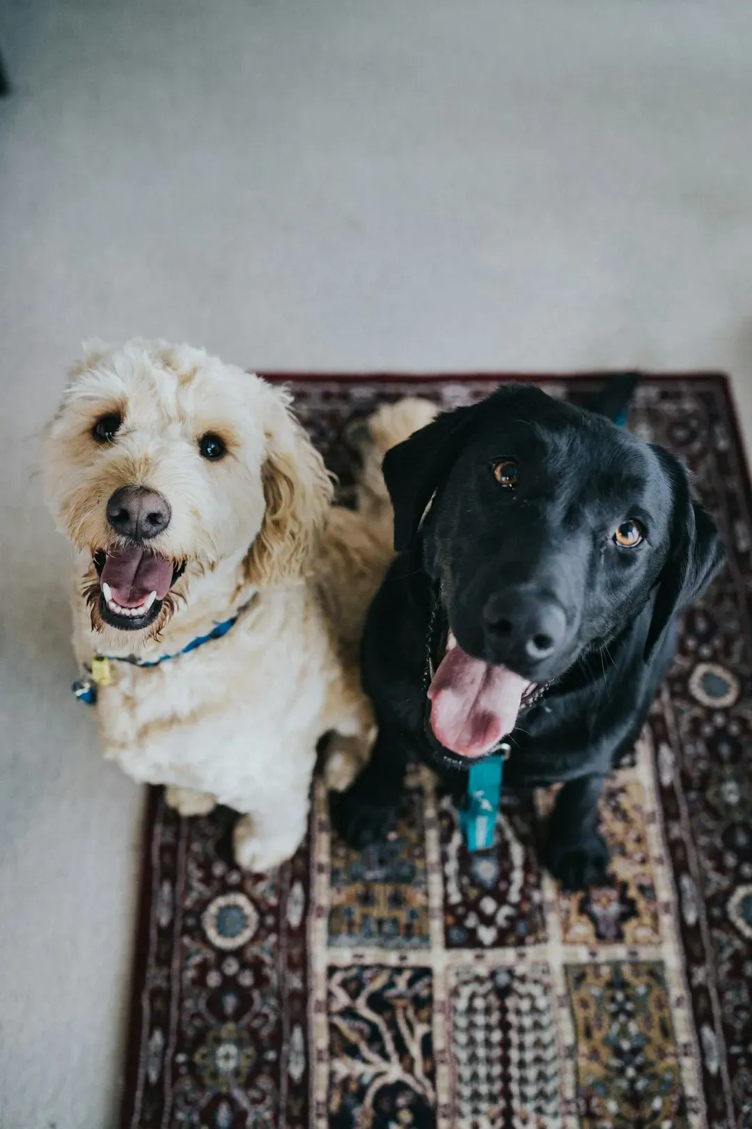 #11 The Multi-Dog Household Effect: Stress, Space, and Systems (Image Credits: Unsplash)
