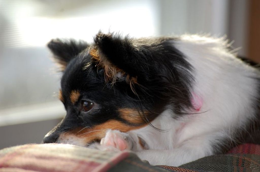 The Ultimate Spoiled Mix: Pomchi (Pomeranian-Chihuahua Cross) (Image Credits: Wikimedia)