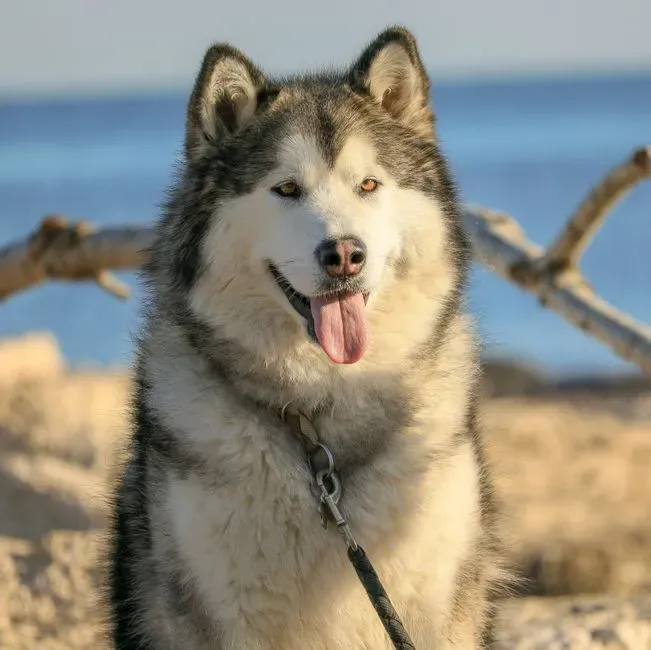 2. Alaskan Malamute – Built for Ice, Not Asphalt (Image Credits: Pexels)