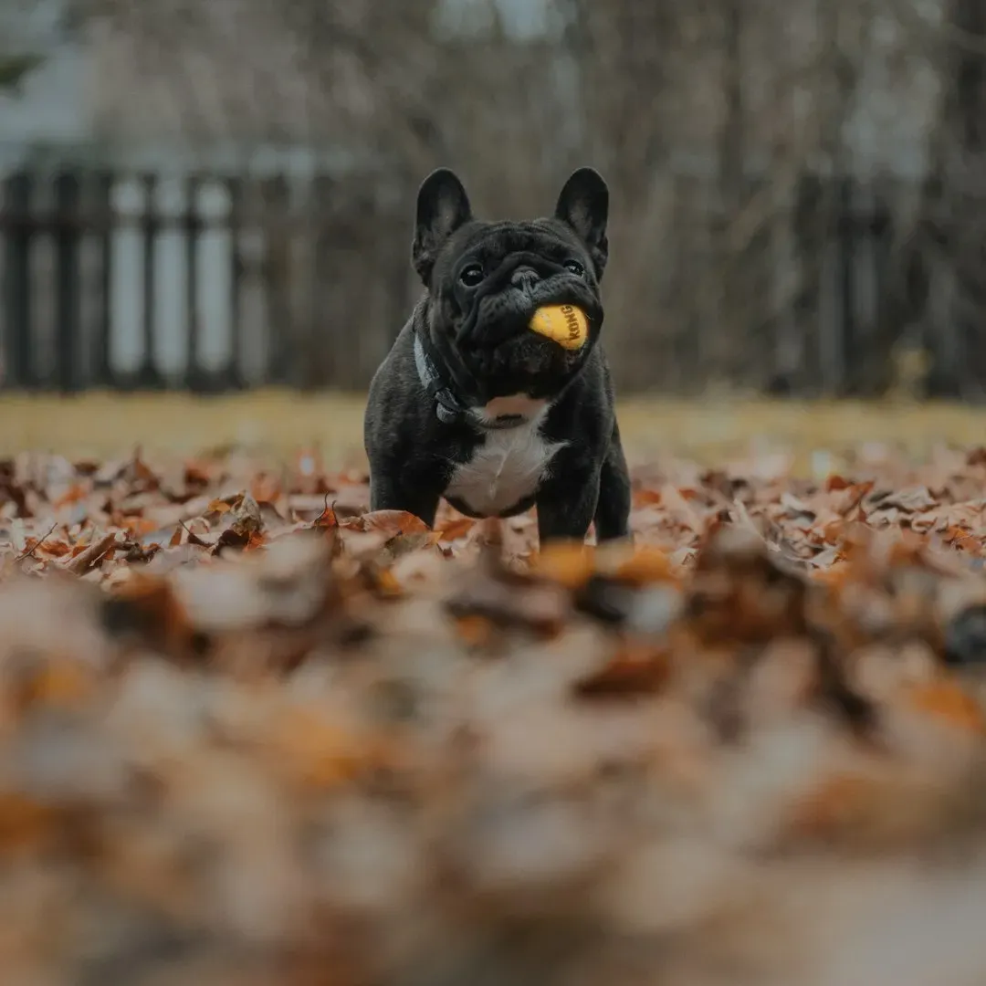 Drop It: Releasing What They Shouldn't Have (Image Credits: Unsplash)