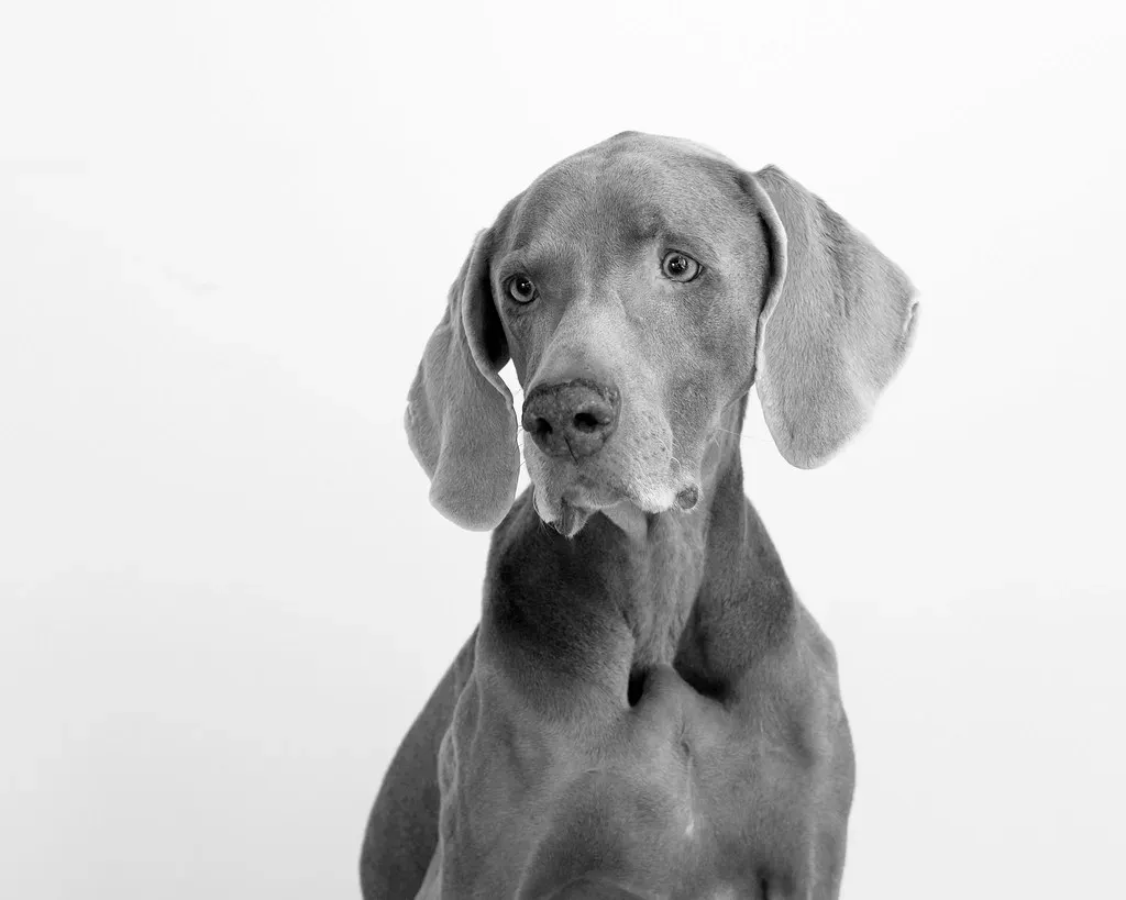 5. Weimaraner: Velvet Touch Simplicity (psinderbrand, Flickr, CC BY 2.0)