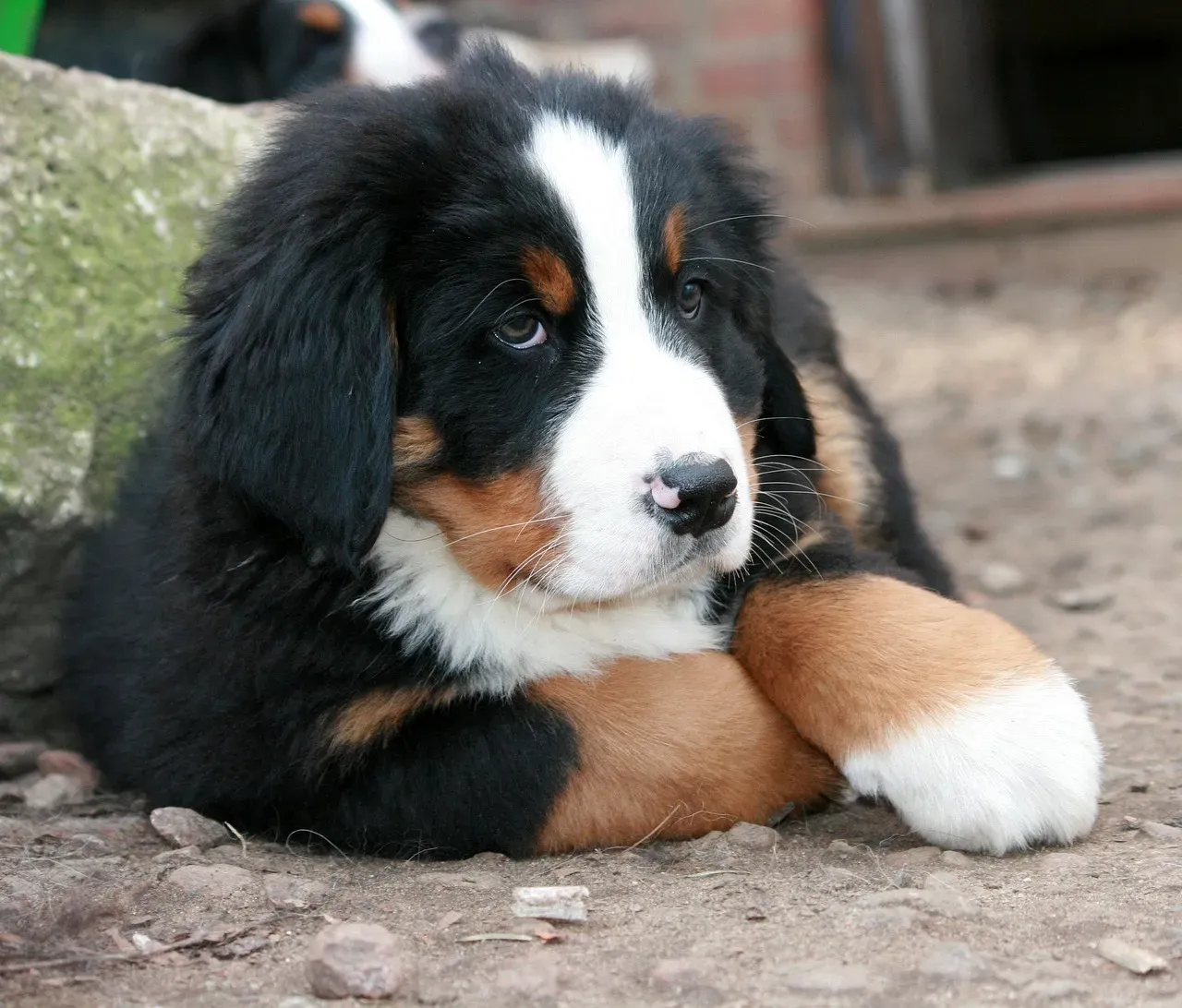 6. Bernese Mountain Dog (Image Credits: Pixabay)