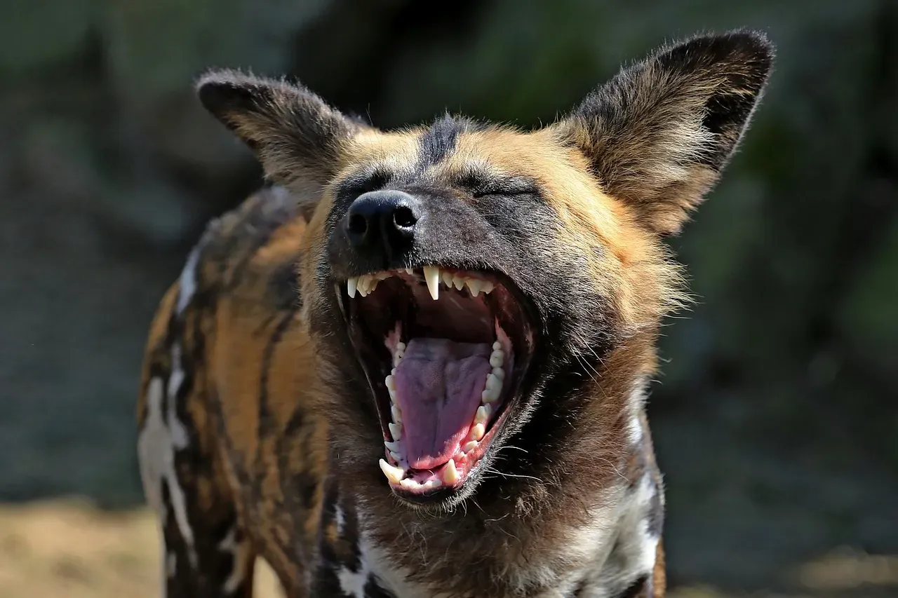 Conclusion: The Underdog That Outperforms the Kings (Image Credits: Pixabay)