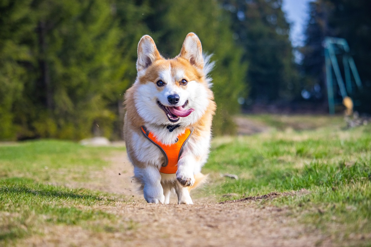 Pembroke Welsh Corgi: Herding Instincts in Overdrive (Image Credits: Pixabay)