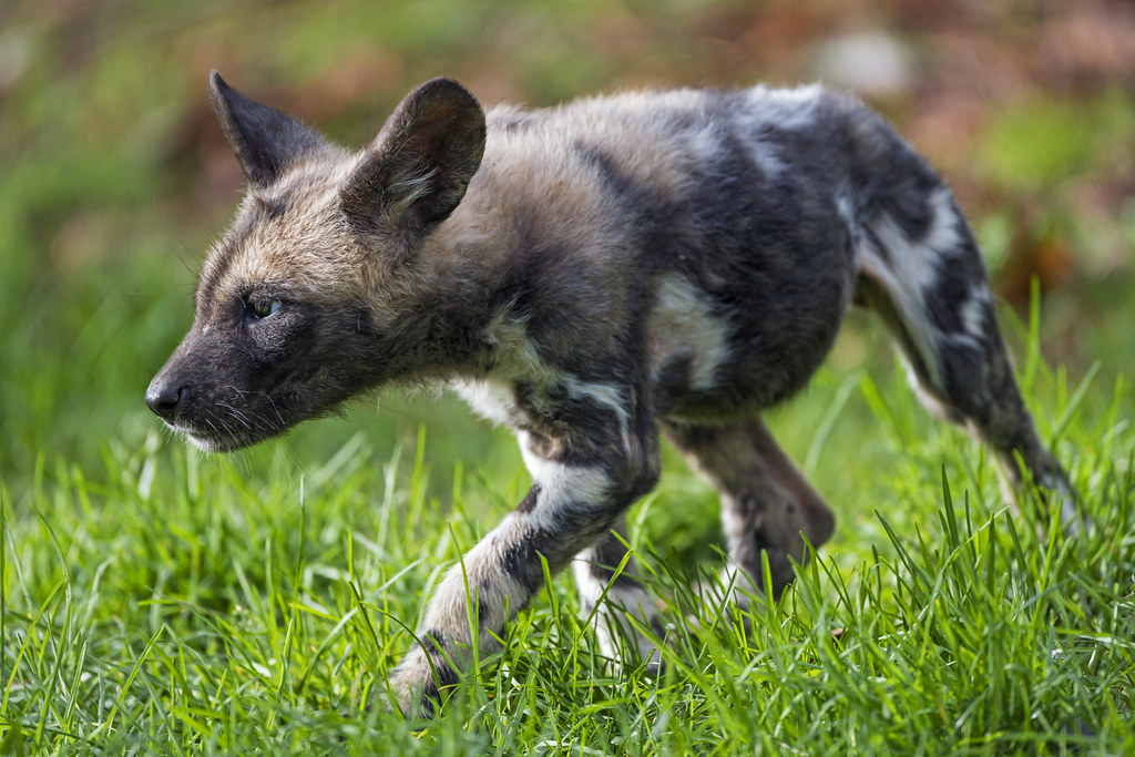 Cancer (June 21 – July 22): The African Wild Dog (Image Credits: Flickr)