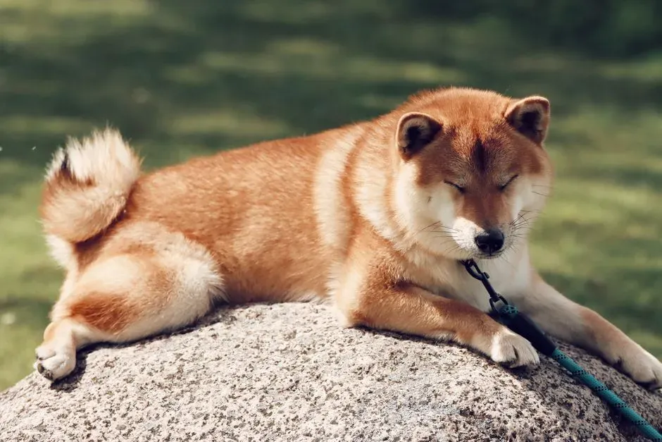 5. Shiba Inu – The Reserved Minimalist (With Opinions) (Image Credits: Pexels)