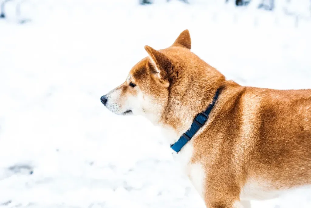 Capricorn: The Shiba Inu (Image Credits: Rawpixel)