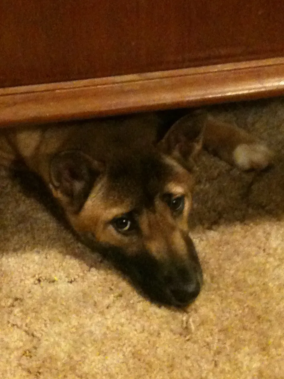 Under Tables and Furniture: The Overhead Security Blanket (Image Credits: Wikimedia)