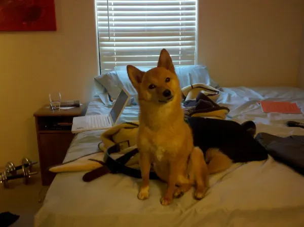 Everyday Triggers Behind the Wall Gaze (curious taro on housemate trick's bedUploaded by JohnnyMrNinja, CC BY 2.0)