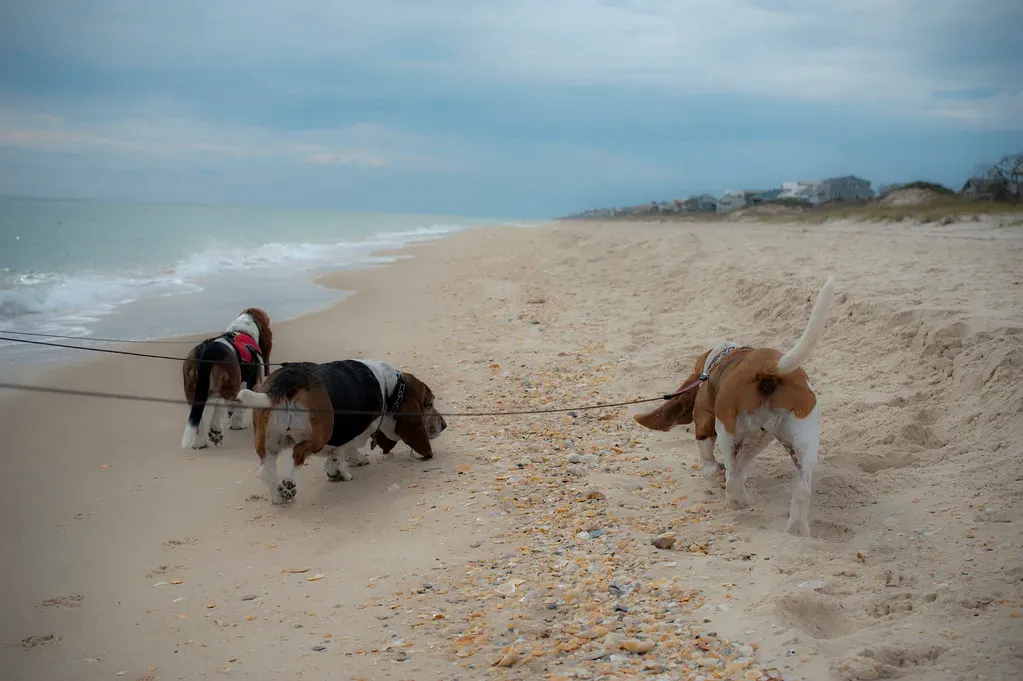 Basset Hounds: Low-Riding Pack Members (Image Credits: Flickr)