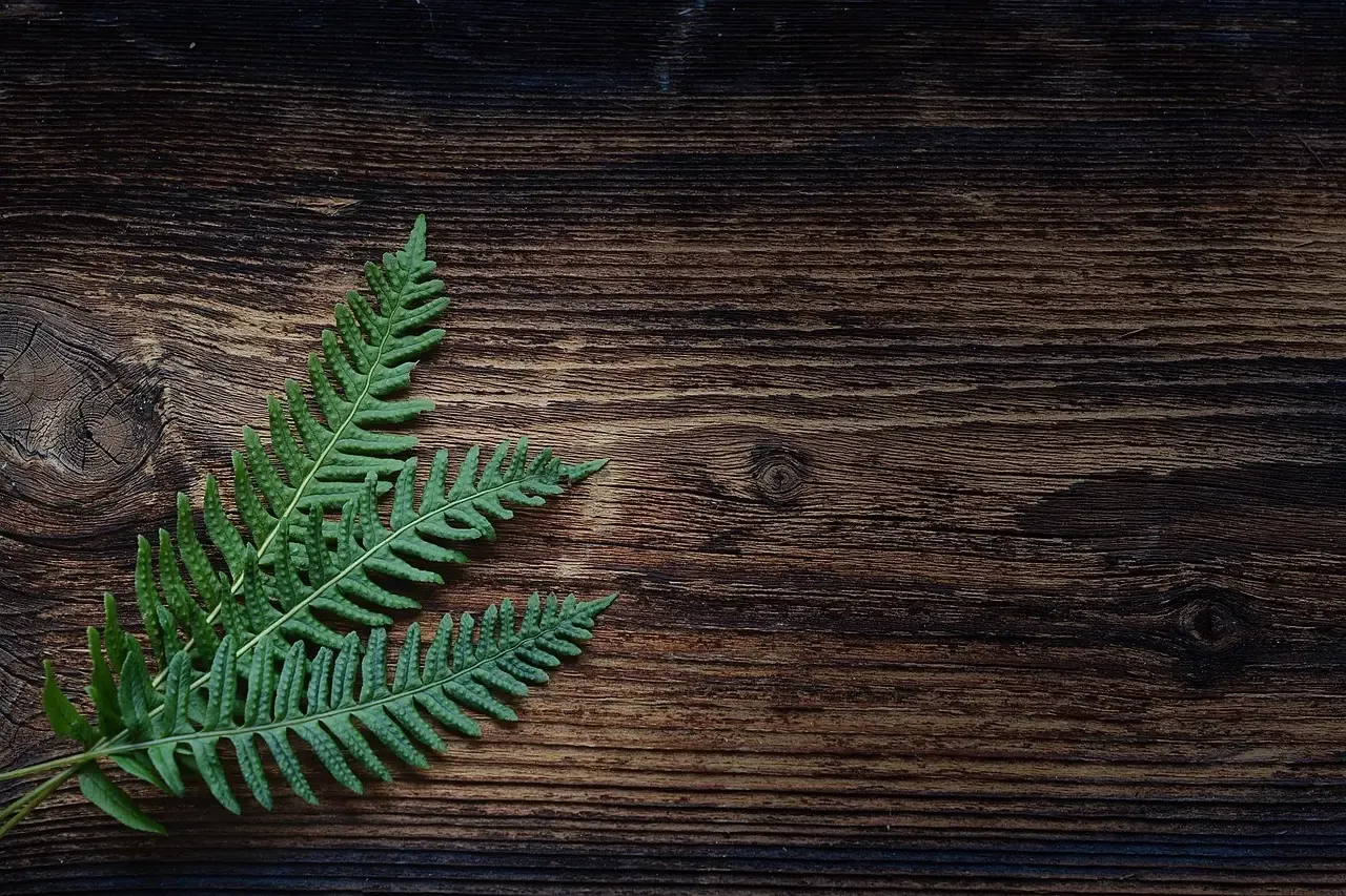 Boston Fern: The Lush Drama Queen (Image Credits: Pixabay)