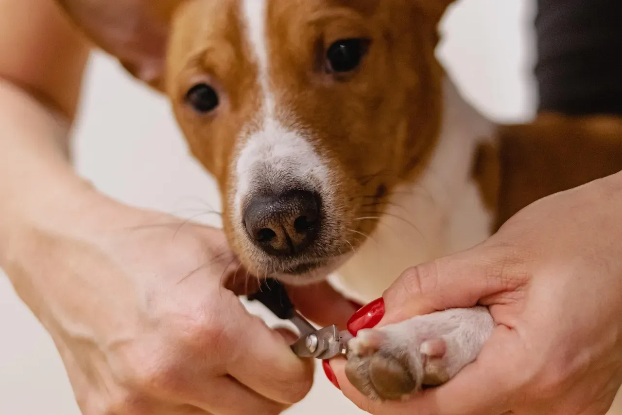#6 - Your Dog's Nails, Coat, and Smell Hint at Problems You Might Be Missing (Image Credits: Pixabay)