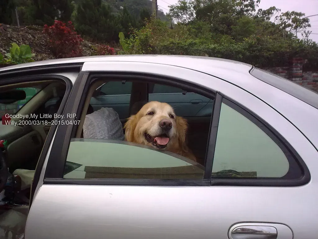 #14 - Accepting That Your Car Is Now a Mobile Fur Dispenser (Image Credits: Flickr)