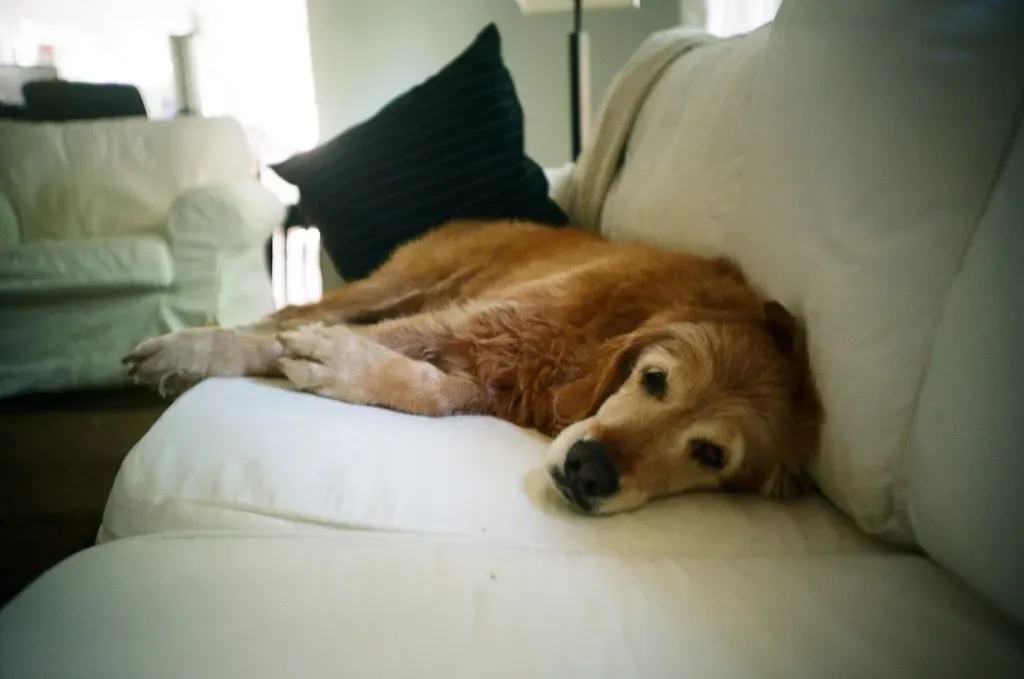 Golden Retriever's Endless Patience (Image Credits: Flickr)
