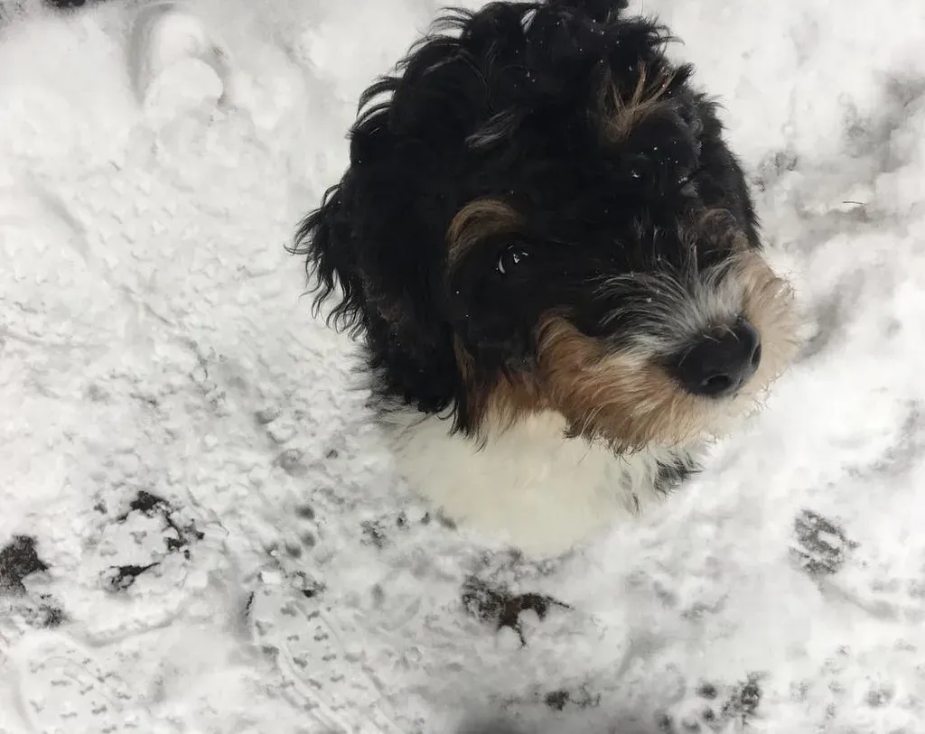 Conclusion: Your Love for Them Doesn't End When They Do (bella_velo, Flickr, CC BY 2.0)