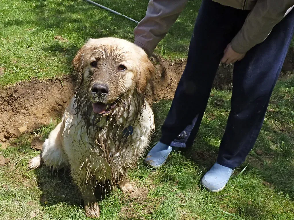 #4 - The Mud, Water, and Total Outdoor Mayhem (normanack, Flickr, CC BY 2.0)
