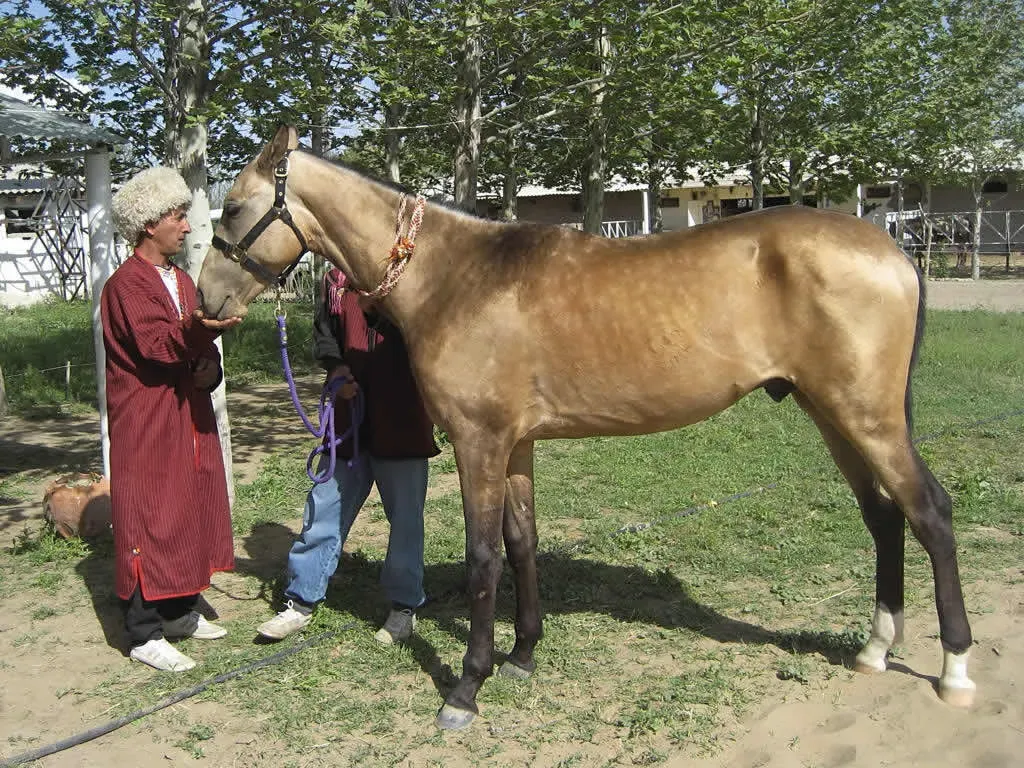 3. Akhal-Teke (Image Credits: Wikimedia)