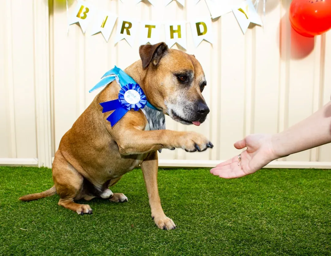 #2: Prepare Your Guest Before They Meet Your Dog (Image Credits: Unsplash)