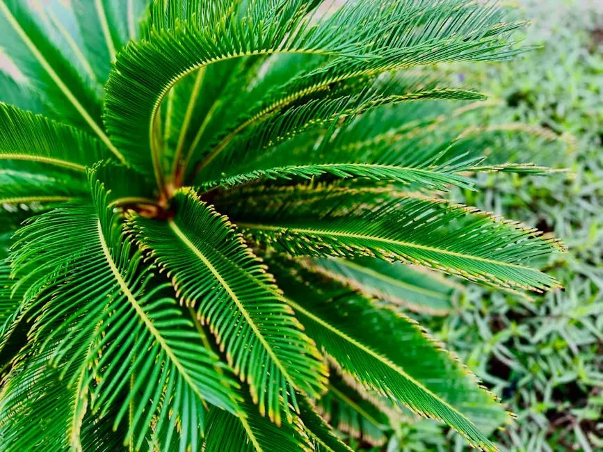 1. Sago Palm - The Most Dangerous Plant in Your Yard (Image Credits: Pexels)