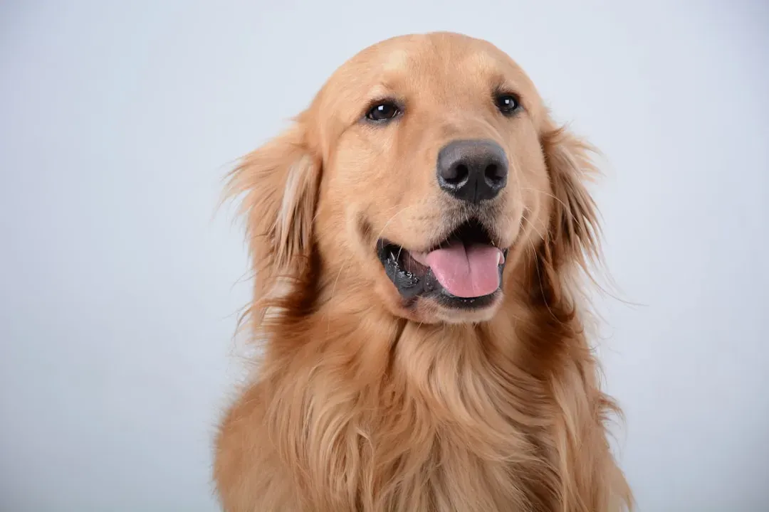 Golden Retriever: The Empathetic Companion (Image Credits: Unsplash)