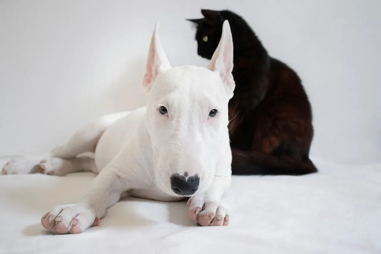 Bull Terriers: Egg-Headed Entertainers (Image Credits: Pixabay)