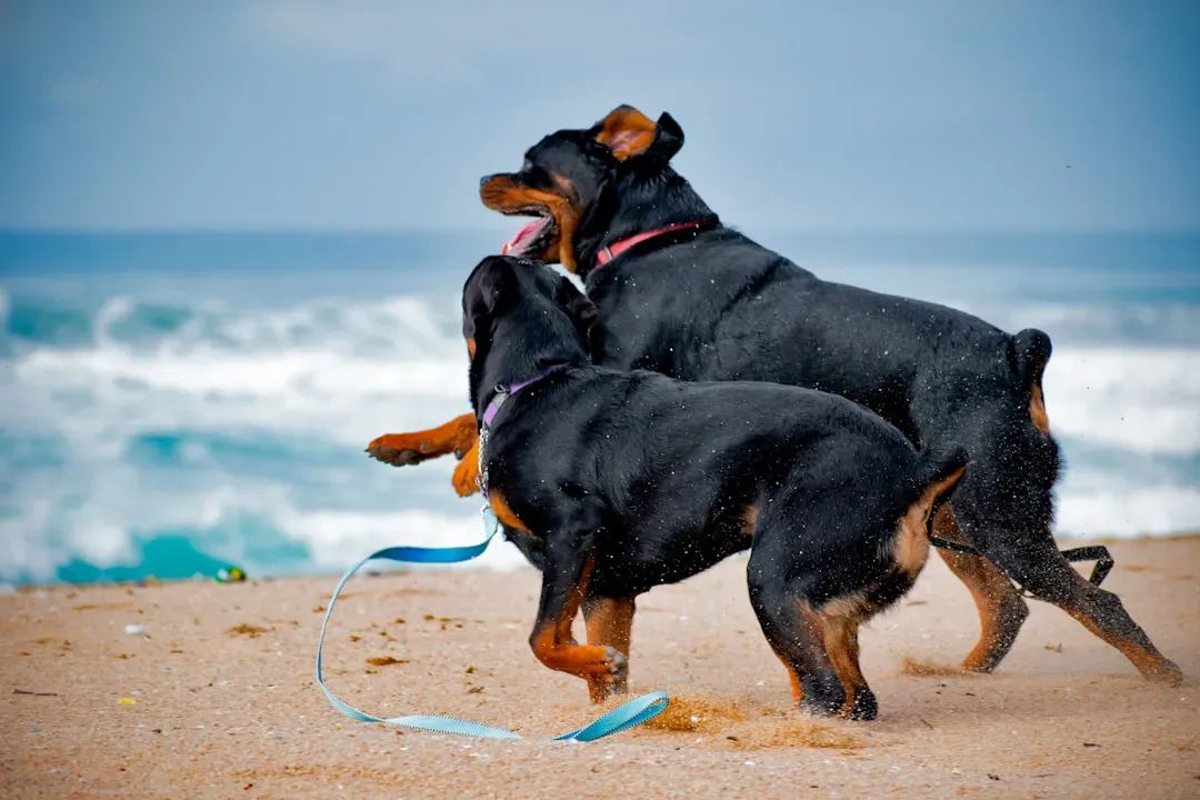 #2 - How Much Inbreeding Is Actually Behind That "Champion Pedigree" (Image Credits: Unsplash)
