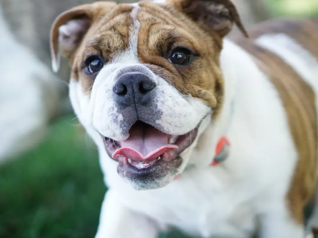#4 Cancer Rising: The Bulldog (Image Credits: Unsplash)