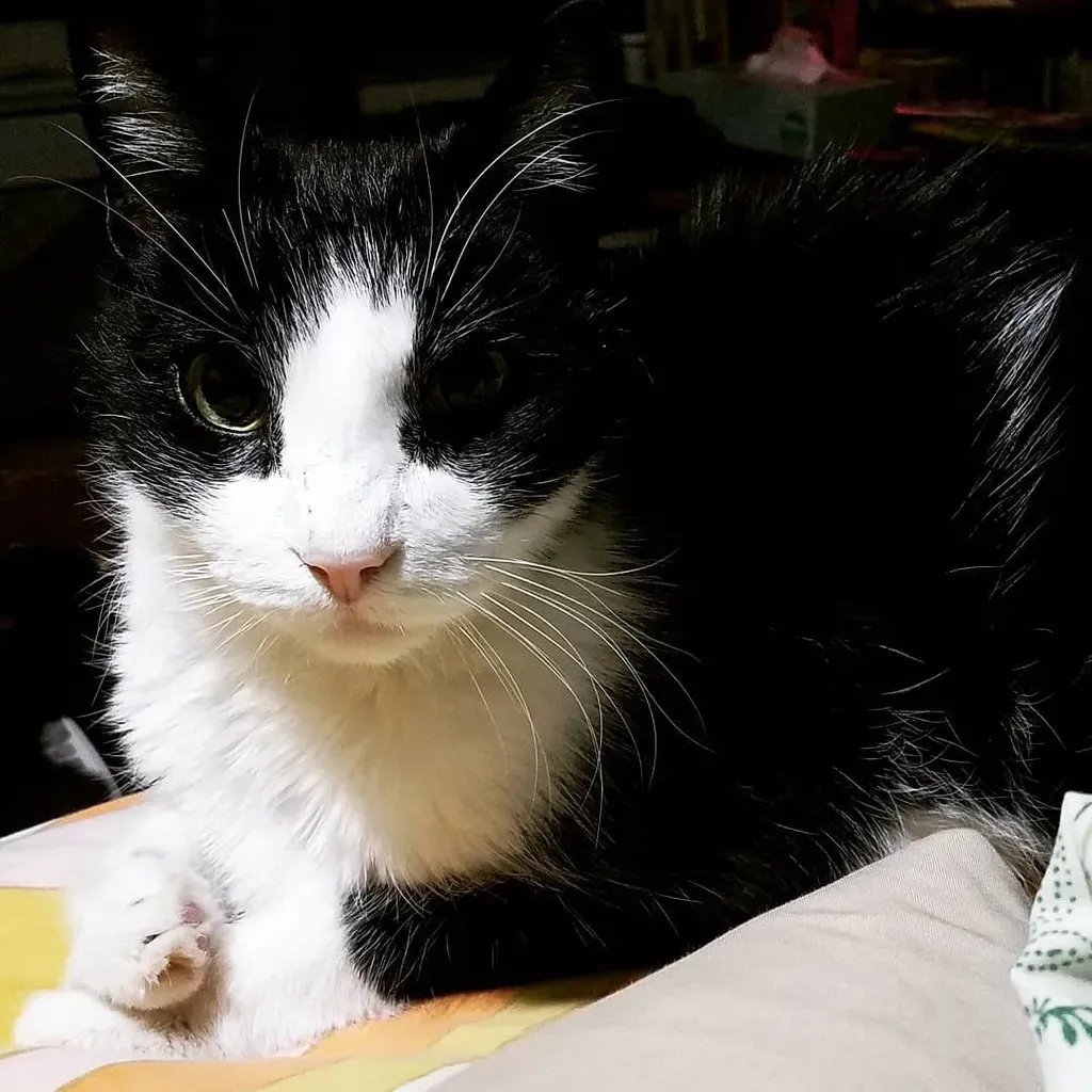 Conclusion: Senior Cat Love Is Quieter, But It Hits Harder (paleololigo, Flickr, CC BY-SA 2.0)